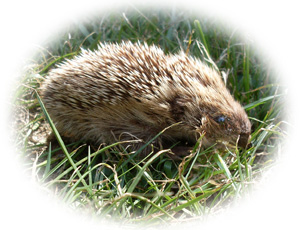 Hedgehog malvern vignette small